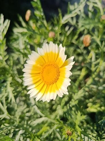 Çöl bitkiləri: Payızgülü (Chrysanthemum coronarium) – dekorativ, yeməli yarpaqlı və — 8