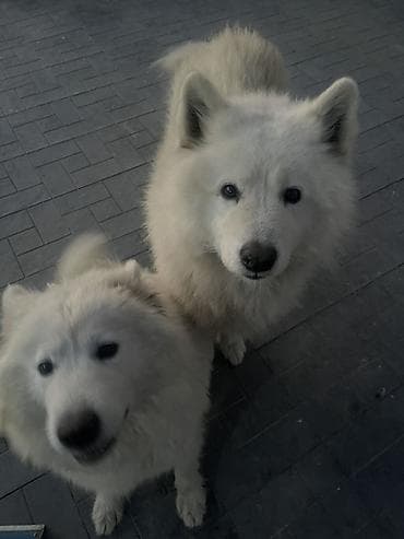pulsuz heyvanlar: Samoyed — 5
