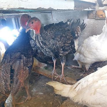 balaca quzu qiyməti: 2 ayliq hindisqa — 2