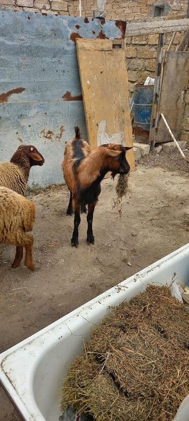 Məhsul: Yerli keçi (cavan teke) Təsvir: - Rəng: açıq qəhvəyi, bel və — 3