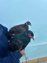 qirmizi bas goyercin: Rumun Qırqovulu Cütü 60 azn — 4