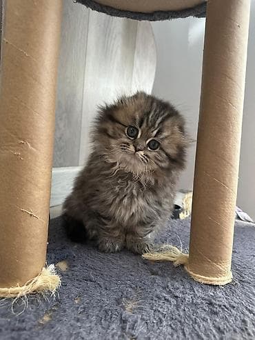 ən gözəl pişik adları: Şəkillərdəki bala pişik – uzun tüklü, yumşaq və sıx xəzə sahib, iri — 6