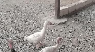süd sağan aparat inək: Satılır: ördək və muskovi ördək (hind-ördəyi) sürüsü - Növ: ağ yerli — 3