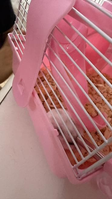 Hamster üçün qəfəslə komplekt dəst - Rəng: açıq çəhrayı/ağ -