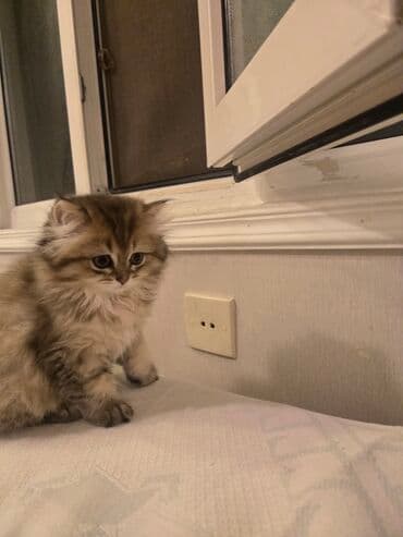 xaski it satisi: Şinşilla — 4