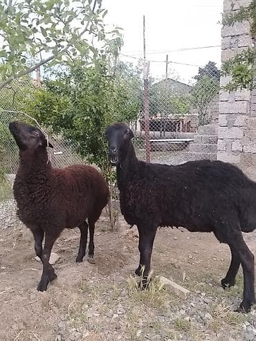 bala qoyun: Dişi, il: 1, Damazlıq, Ünvandan götürmə — 9