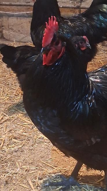 2 ayliq cuceler: Avstalorp Cinsi xoruz – tam qara — 7