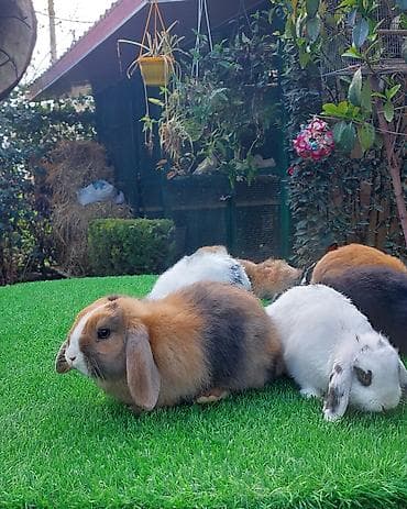 dovşan qəfəsləri: Wekilde gorduyunuz xolandski lop balalar satilir mini 4 ay — 5