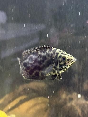 Akvarium üçün balıq – Ctenopoma Leopard Xüsusiyyətlər: - Cazibədar