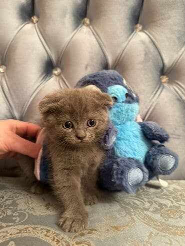 вислоухий кот цена: Şotland yastı qulaq — 2