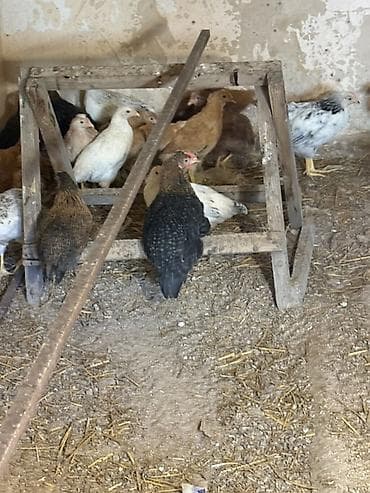 Kənd təsərrüfatı quşları: Yerli qarışıq cins toyuqlar – ət və yumurta istiqaməti - Şəkillərdə — 3