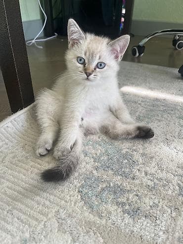 paroda pişik: Yaxşı əllərə — 1