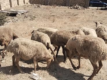 ev heyvanlarının satışı: Salamtam saglam qoyunlardir 8 ededdir isdeyen elaqe saxlasin — 3