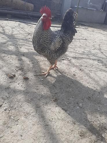 lider toyuq: Toyuq, Yumurtalıq — 10