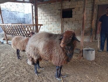 İtlər: Erkək, Qala, il: 4, 60 kq, Damazlıq — 6