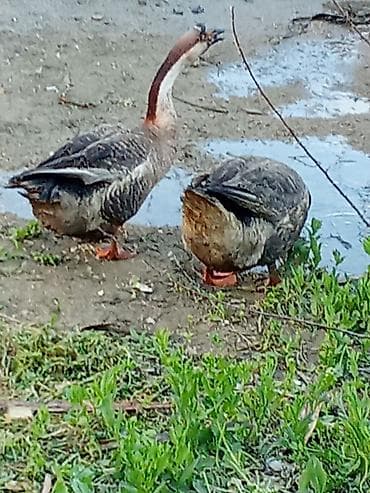 qaz şəkli: Məhsul: Qaz cütlüyü (Sibiryak/Çin qozboyun tipli) Təsvir: - — 4