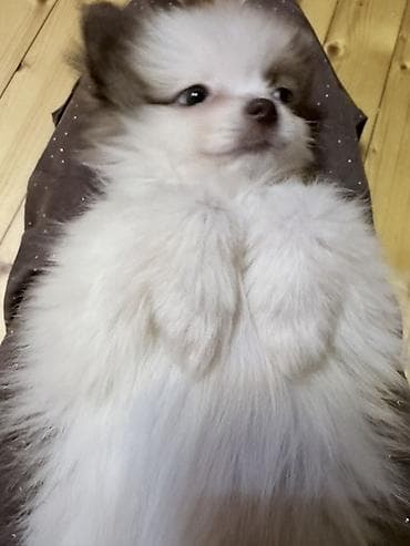 pitbull az: Şpitz, 3 ay, Dişi — 5