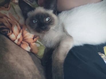 pişiklər: Siam, Dişi, Ünvandan götürmə — 12