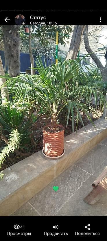 продажа комнатных растений: Satılır: Açıq hava üçün dekorativ bitkilər (qablarda və torpaqdan — 8