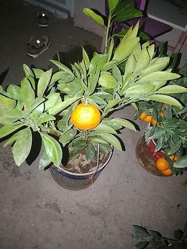 beqoniya bitkisi: Bütün Bölgələrə səliqəli Çatdirilma Edirəm Ətraflı görüntülü — 2