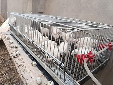 Kənd təsərrüfatı quşları: Tam sağlam və aktiv Texas sortu bildirçin ailəsi satılır. 120 — 1