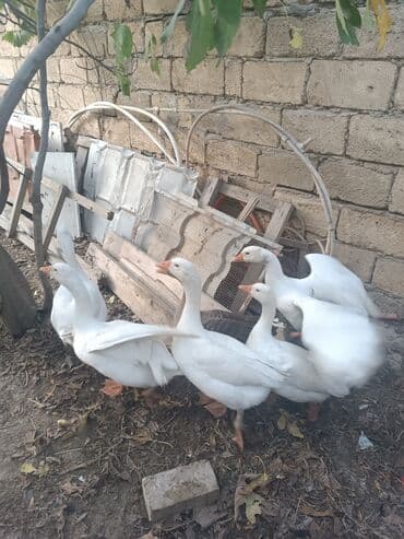 qiz it adlari: Qaz sürüsü – ağ və bir ədəd boz rəngli - Növ: ev qazı - Rəng: əsasən — 4