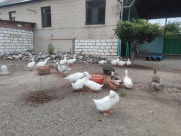 alman kurdu iti: Qaz sürüsü – yerli həyətyanı təsərrüfatdan - Növ: ev qazları (ağ, boz — 4