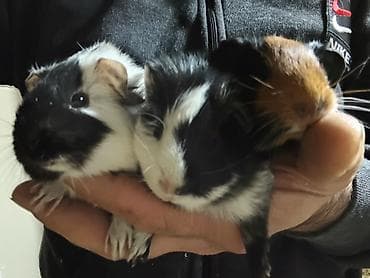 Ən sakit və ən sübür Ginepiqlər artıq hazırdır! [  ] Evdə səs-küy — 2