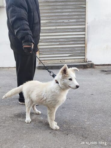 Boyunbağılar: 3 ay, Erkek — 1