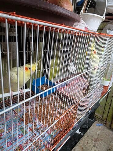 Hazir cut maya papuqaylardi yuva at bala gotur. 2yas yarmliqdilar iki lalafo.az -da Hazir cut maya papuqaylardi yuva at bala gotur. 2yas yarmliqdilar iki