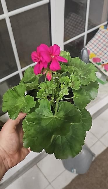 tebii gul: (geranium) – saksıda (qiymet: 1.40) Karlik sortudu çox boya getmir — 3