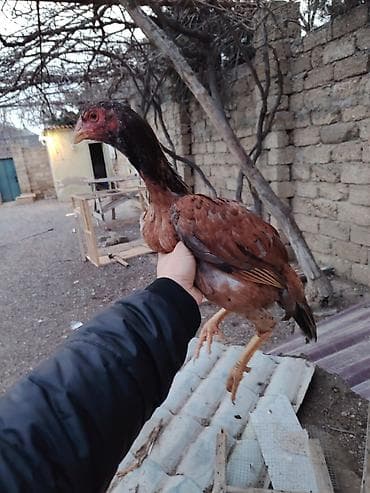 Другие с/х животные: Куриные цыплята, Для разведения — 5