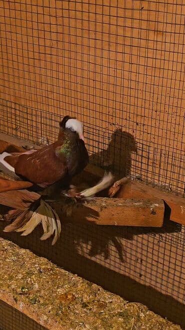 qoyun satisi tap.az: Erkey — 3