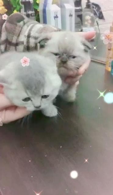 Erkək lalafo.az -da Erkək