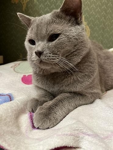 pişikler ucuz: Şotland, Erkək, Cütləşmə üçün, Ödənişli çatdırılma — 2