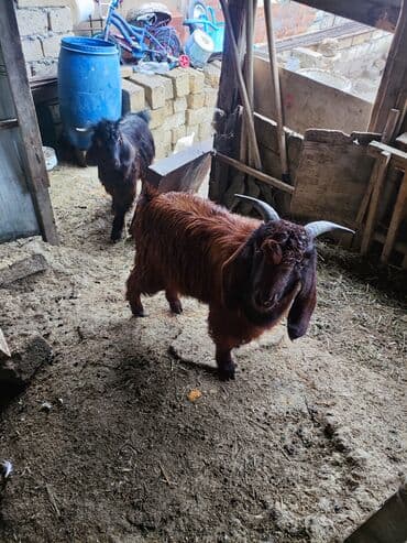 cins keci: Boz rəngli uzunqulaq keçi - Növ: yerli keçi (erkək) - Rəng: tünd — 2