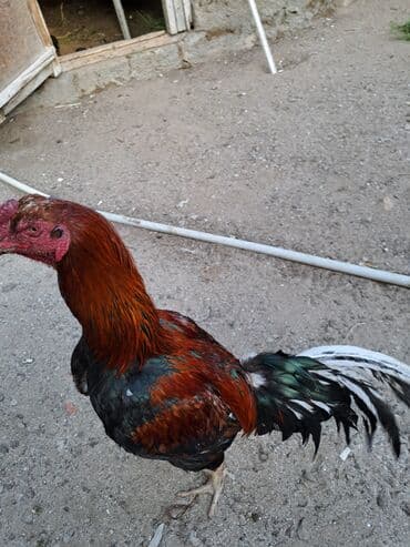 Cücələr: Xoruz, Indonesiya, il: 3, Ünvandan götürmə — 3