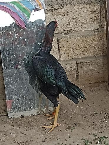 Balıqlar: 6 ayndadı tərifləməyədə etyac yoxdu Ayaqnada söz ola bilməz cindi — 5