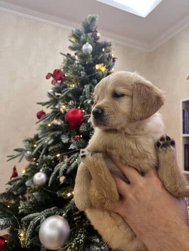 Gəmiricilər: Retriever, 2 ay — 9