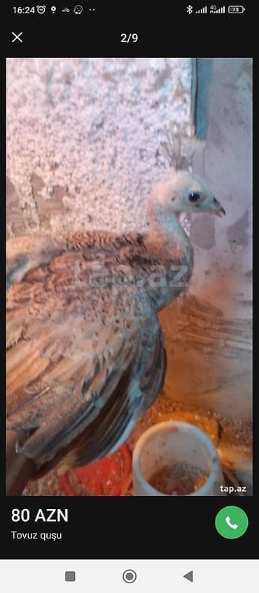 it yemi: Tovuz quşu balası (paun cücəsi) - Növ: Tovuz quşu (peafowl) – gənc — 2