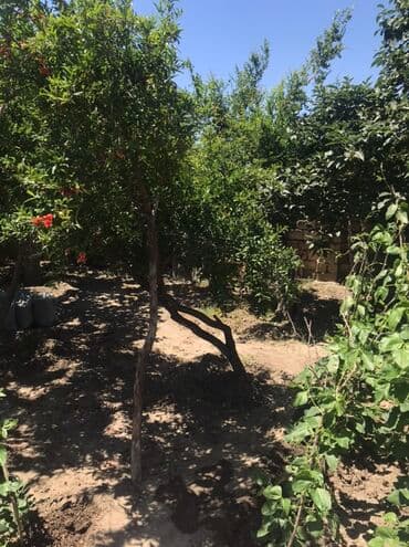 abşeron gənclər şəhərciyi: Kənd təsərrüfatı, Mülkiyyətçi, Kupça (Çıxarış) — 8