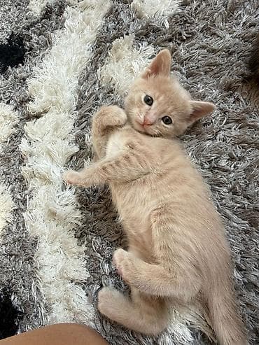 sinsila pisik: Pulsuz çatdırılma — 1