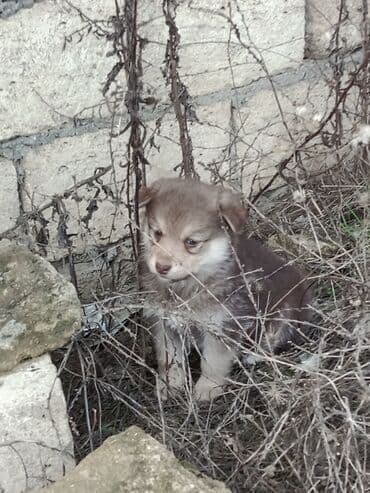 alman coban iti balaları: Peyvəndli — 2