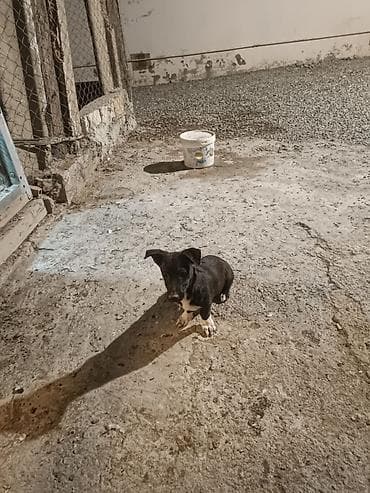 ən gözəl it adları: 4 ay, Erkek, Ünvandan götürmə — 3