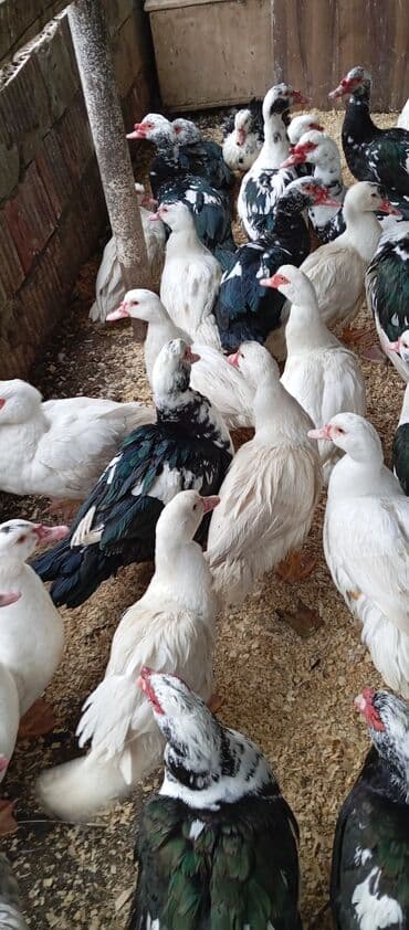 bıldırcın satılık: Təcili satılır.Real alıcılar əlaqə saxlaya bilər — 6