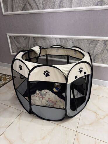 отдам хаски в добрые руки: Pomeranian (Spitz) balası - Rəng: krem/şam rəngi - İncə, yumşaq — 4