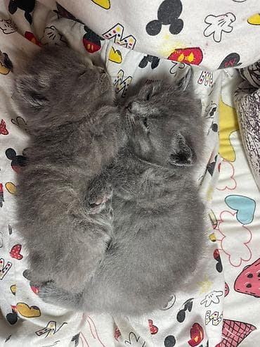 sirin pisik sekilleri: Britan, Dişi, Yaxşı əllərə, Ödənişli çatdırılma — 3