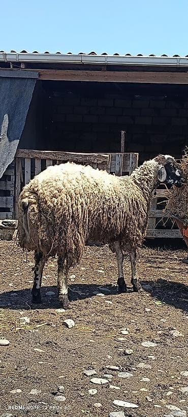 cins ineklerin satisi: Ala göz Qurbanlıq kök toğludu 1 yaş 2 aylıqdi — 2