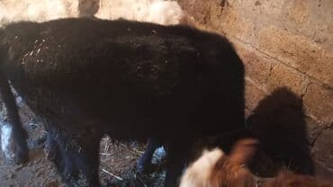 Zaslonkalar: Məhsul: Dana (bir neçə baş) salam dana satılır 5 baş Təsvir: - — 1