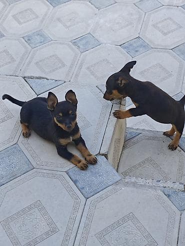 pitbull sekilleri: Miniatür pinçer, 2 ay, Dişi, Peyvəndli — 3